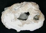 Fossil Clam Fossil with Calcite Crystals - Florida #14725-2